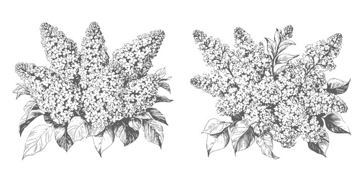 A sprig of lilac with leaves and a bouquet in a vase, a black and white sketch. Vector illustration. Drawing of spring flowers, the set is isolated on a white background