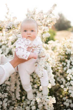 Cute little baby under 1 year old on mother hands in white blooming flowers outdoors close up. Springtime. Childhood.
