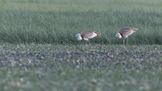 Great bustards in a green field, rare wildlife photography of endangered otis tarda / Gro&szlig;trappen auf einem Feld, seltene Naturfotografie der vom Aussterben bedrohten Gro&szlig;v&ouml;gel in ihrem Lebensraum