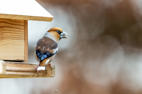 Hawfinch perched at a wooden bird feeder, close-up wildlife photography of a colorful male / Kernbei&szlig;er am Futterhaus, Nahaufnahme des imposanten Finkenvogels an einer F&uuml;tterungsstation vor weichem Hi