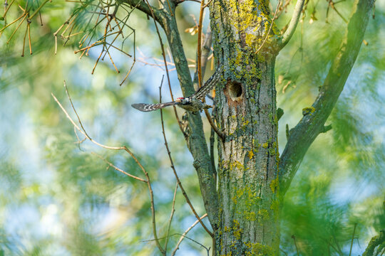 Lesser spotted woodpecker at its tree nesting cavity, close-up wildlife photography of bird flying and peering from nest hole / Kleinspecht an der Bruth&ouml;hle, seltene Naturfotografie beim Abflug und Bl