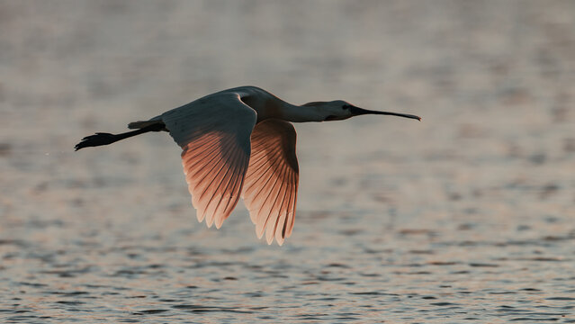 Eurasian spoonbill at golden sunrise, majestic wildlife photography of bird in flight and foraging in water / L&ouml;ffler bei spektakul&auml;rem Sonnenuntergang, Naturfotografie im Flug und bei der Nahrungssuc