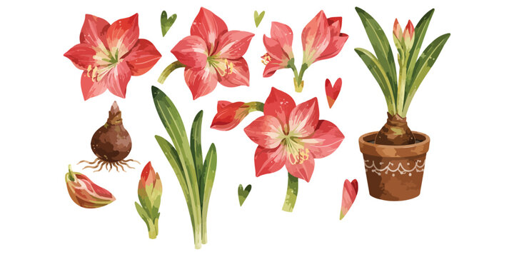  Watercolor red amaryllis flowers and botanical bulbs set