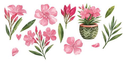 Obraz premium Watercolor pink oleander flowers and leaves clipart 