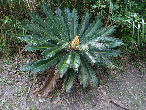 Wild Cycad (Cycas revoluta) Male Cone on Tokashiki Island, Okinawa, Japan