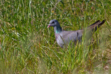 Fototapeta premium Stock Dove in a grass 