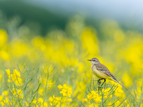 Schafstelze (Motacilla flava) in der Natur, farbenfroher Singvogel auf Nahrungssuch