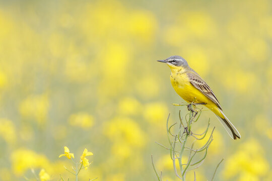 Schafstelze (Motacilla flava) in der Natur, farbenfroher Singvogel auf Nahrungssuch