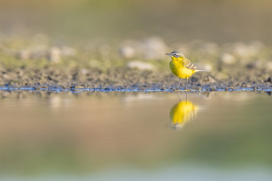 Schafstelze (Motacilla flava) in der Natur, farbenfroher Singvogel auf Nahrungssuch