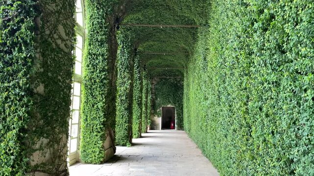Green tunnel or corridor made by erica green tree spread everywhere on walls. - Turin, Pidemont, Italy