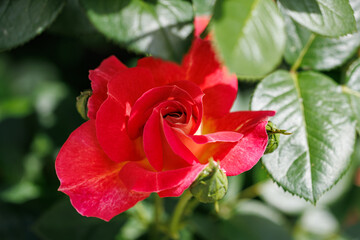 Obraz premium Bright coral shrub rose blossom, elegant floral backdrop for wedding or romance concept