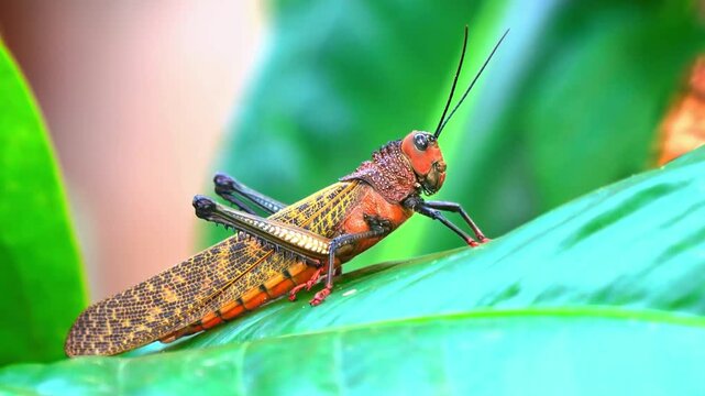 Brightly colored grasshopper rests on a large green leaf in nature.