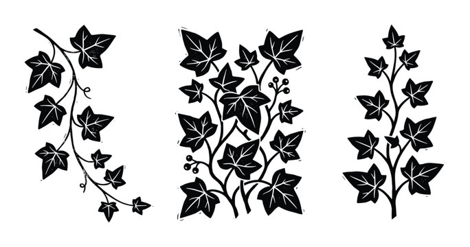 Black silhouette ivy branches set, climbing plant leaves, floral decor