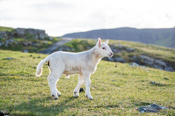 Obraz premium baby lamb in scotish highlands