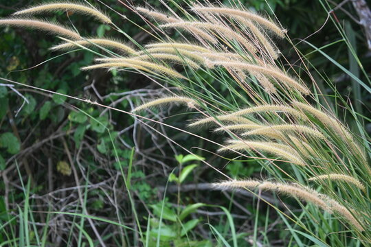 Foxtail Grass (Setaria sp.) Growing in Natural Tropical Vegetation