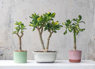 Rare jade plant: Crassula money tree succulent variety © Алексей Иванов