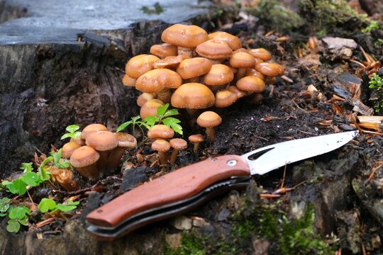Mushrooms Kuehneromyces mutabilis (synonym: Pholiota mutabilis) and pocket knife. It is commonly known as the sheathed woodtuft. Is an edible mushroom that grows in clumps on tree.