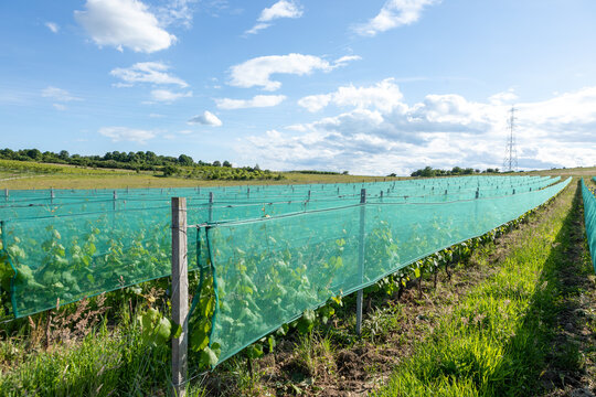 filets anti gr&ecirc;le prot&eacute;geant les vignes 