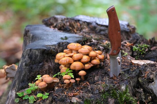 Mushrooms Kuehneromyces mutabilis (synonym: Pholiota mutabilis) and pocket knife. It is commonly known as the sheathed woodtuft. Is an edible mushroom that grows in clumps on tree.