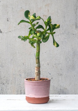 Money tree Crassula Return of beauty variegata. Wall cover. Sukulent. Bonsai style. Plant for home