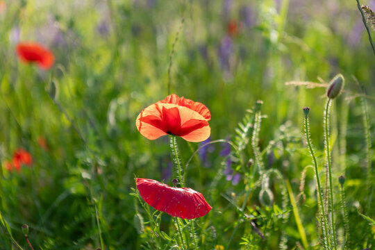  coquelicot au printemps
