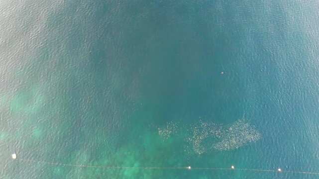 Aerial Top Down View of Sardine School in Marine Sanctuary, Siquijor Philippines 4K Drone