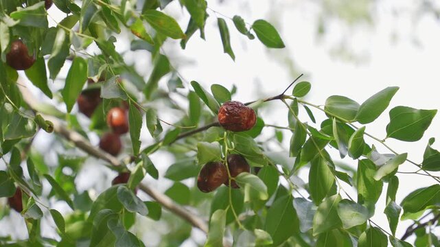 Ripe Jujube Fruits Growing on Tree Branches