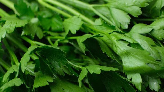 Bunch of raw aromatic parsley seasoning for cooking