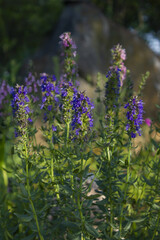 Fototapeta premium It is rosemary with purple flowers.