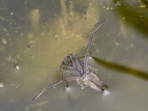 Common backswimmer Notonecta glauca swimming upside down under water surface macro. Nature of Czech republic.