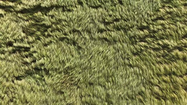 Aerial Top View of Wind Flattened Grass Field Creating Natural Agricultural Texture