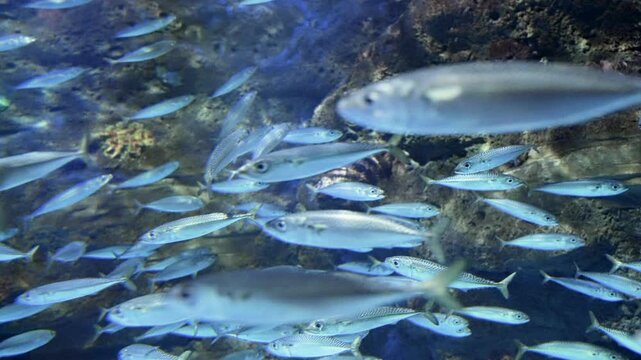 School of Silver Fish Swimming Over Rocky Coral Reef Underwater