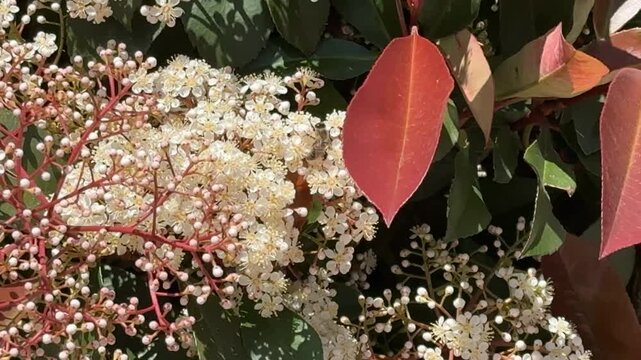 White flowers and a red leaf on a lush green background, showcasing natures contrasting colors