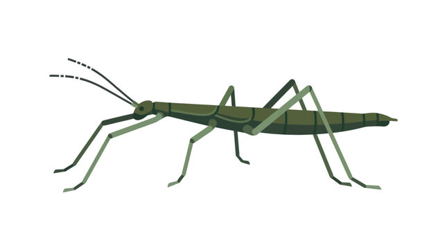 Green Praying Mantis Insect Closeup Side.