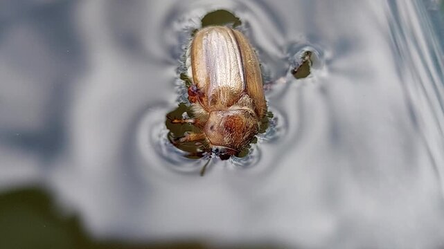 Cockchafer beetle floating and swimming in water close-up
