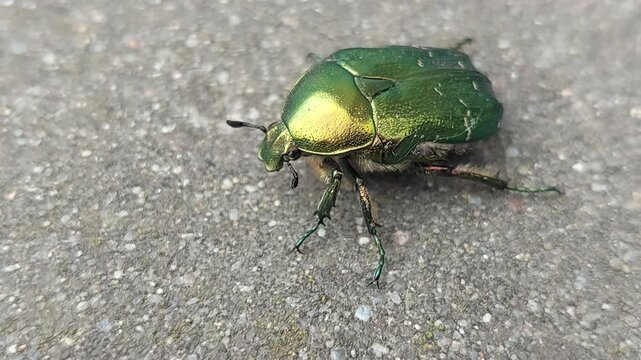 Shiny green rose chafer beetle crawling on concrete ground