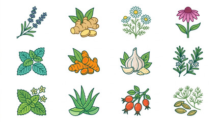 Collection of Hand Drawn Herbal Plants and Roots for Natural Remedies. © dips