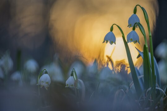 Spring snowdrop (Leucojum vernum), March snowdrop, March bells, sunset, blossoms, plants, spring, early bloomers, Middle Elbe Biosphere Reserve, Saxony-Anhalt, Germany