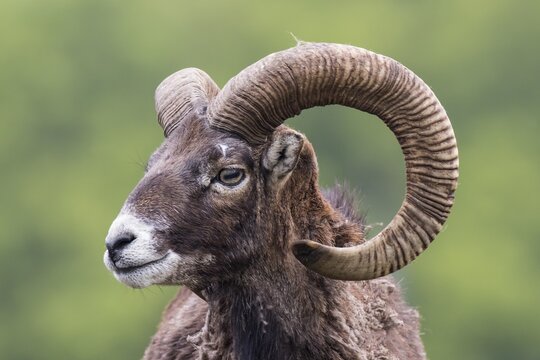European mouflon (Ovis orientalis musimon), captive, Saarland, Germany