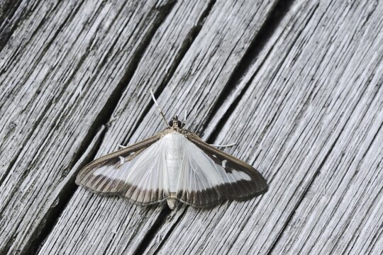 Box tree moth (Cydalima perspectalis) on weathered wood, North Rhine-Westphalia, Germany