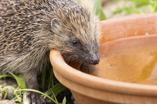 European hedgehog (Erinaceus europaeus) adult mammal drinking water from a plant pot saucer in a garden in summer, England, United Kingdom