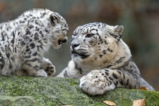 A snow leopard young facing an adult, both face to face, snow leopard, (Uncia uncia), young