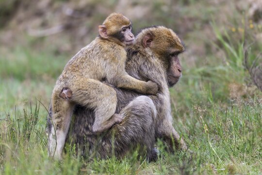 Barbary Macaques (Macaca sylvanus), adult and young, captive, Rhineland-Palatinate, Germany