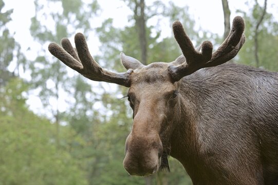 Eurasian elk (Alces alces alces), bull elk, portrait, captive, Germany