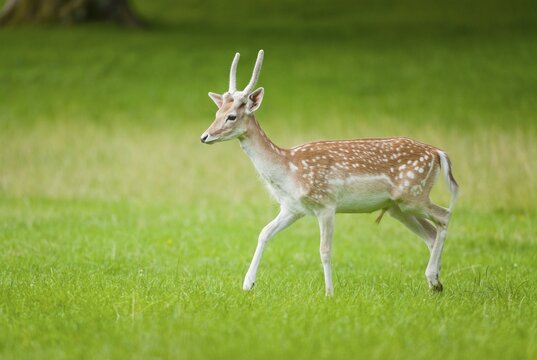 Fallow Deer (Dama dama), young buck with spike, velvet antlers, running on a meadow, captive, Bavaria, Germany