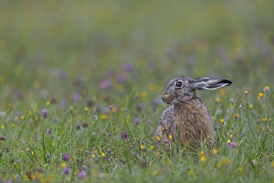 In the late evening, more and more brown hares (Lepus europaeus) appear on the wildflower meadow to take advantage of the abundant food supply, Germany