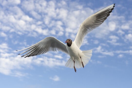 Black-headed gull (Chroicocephalus ridibundus) (Syn.: Larus ridibundus) in flight in front of blue sky, sea, coast, North Sea, Netherlands