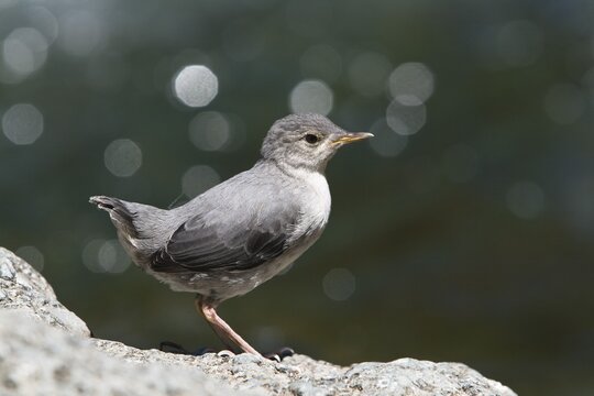 Young American Dipper (Cinclus mexicanus), Tapanti National Park, Costa Rica, Central America