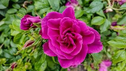 Obraz premium Vibrant fuchsia rose in full bloom surrounded by lush green foliage
