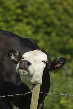 Cow (Bos taurus) adult animal rubbing its neck on a fence post, Norfolk, England, United Kingdom